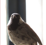 Our Bulbul Bird Weka by Rahmah Al-Darkazli