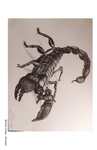 Scorpion by Monica Lindop