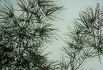 Pine Needles by Imagic Glass